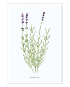 Lavendel