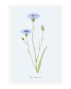 Kornblume